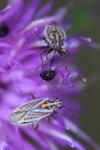 Horistus orientalis