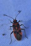 Corizus hyoscyami