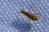 Dicyphus