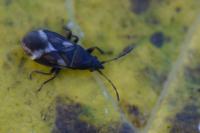 Oxycarenus modestus