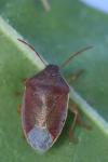 Piezodorus lituratus