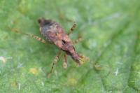Himacerus mirmicoides