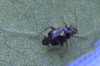 Liocoris tripustulatus