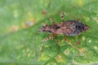 Himacerus mirmicoides