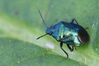 Zicrona caerulea
