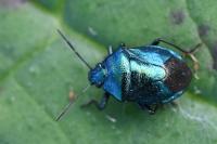 Zicrona caerulea
