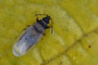 Oxycarenus pallens