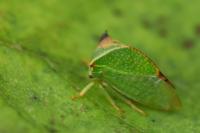 Stictocephala alta