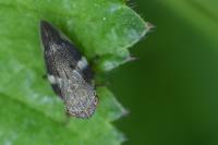 Aphrophora alni