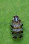 Tachycixius venustulus