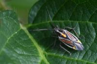 Horistus orientalis
