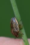 Neottiglossa leporina