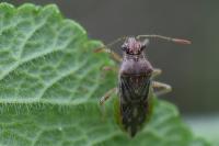 Rhopalus parumpunctatus
