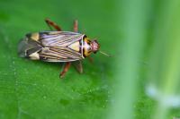 Rhabdomiris striatellus