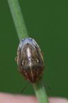 Neottiglossa leporina