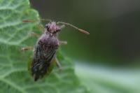 Rhopalus parumpunctatus