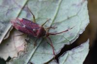 Pantilius tunicatus