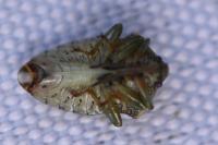 Elasmucha grisea