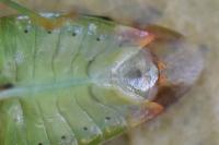 Elasmostethus minor