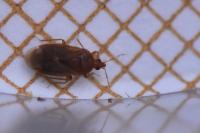 Cardiastethus fasciiventris