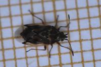 Kleidocerys resedae