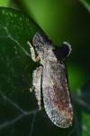 Ledra aurita