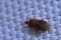 Cardiastethus fasciiventris