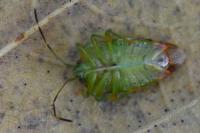 Elasmostethus minor