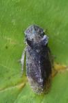 Ledra aurita