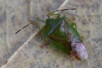 Elasmostethus minor