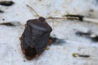 Palomena prasina