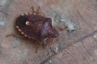 Peribalus strictus