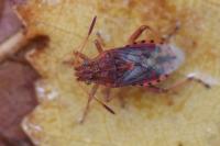 Stictopleurus abutilon