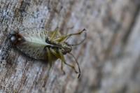 Elasmucha grisea