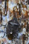 Dolycoris baccarum