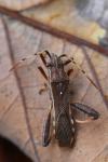 Camptopus lateralis