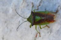 Acanthosoma haemorrhoidale