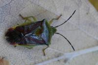 Elasmostethus interstinctus