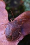 Palomena prasina