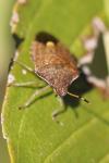 Peribalus strictus vernalis
