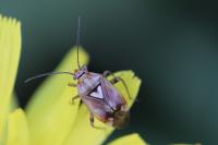 Lygus pratensis