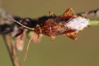 Stictopleurus