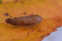 Fieberiella florii