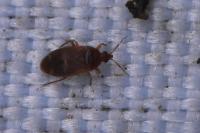 Cardiastethus fasciiventris