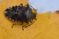Elasmucha grisea