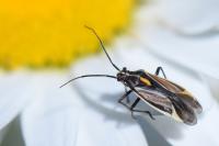 Horistus orientalis
