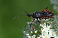 Rhynocoris annulatus