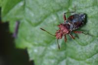 Rhopalus subrufus