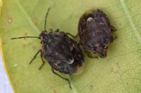 Holcogaster fibulata