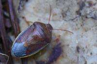 Piezodorus lituratus